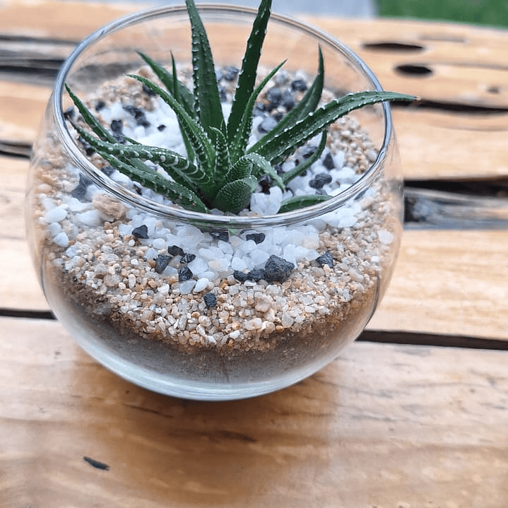 Un jardín en miniatura para regalar momentos eternos 3