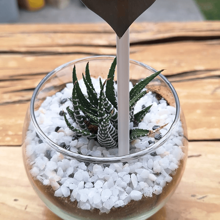 Un jardín en miniatura para regalar momentos eternos 4