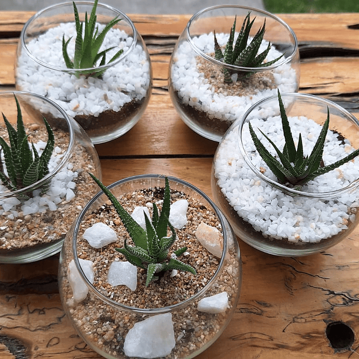 Un jardín en miniatura para regalar momentos eternos 5