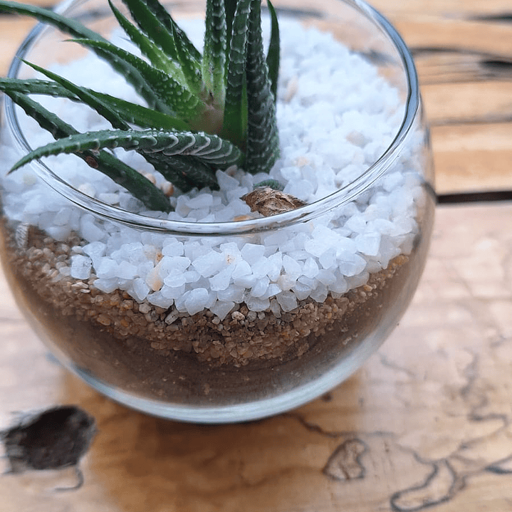 Un jardín en miniatura para regalar momentos eternos 6