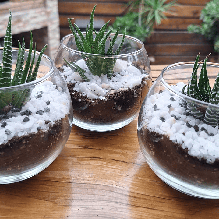 Un jardín en miniatura para regalar momentos eternos 7