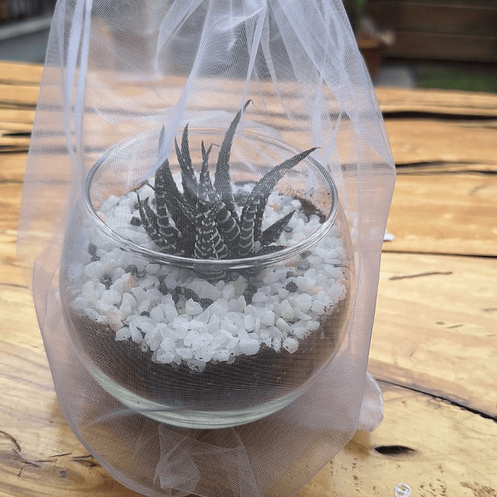 Un jardín en miniatura para regalar momentos eternos 8