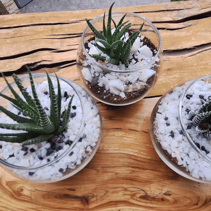 Un jardín en miniatura para regalar momentos eternos 9