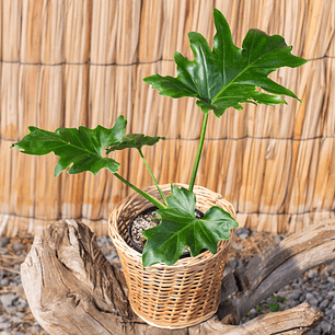 Philodendro Paraguayo (Philodendron spp.)