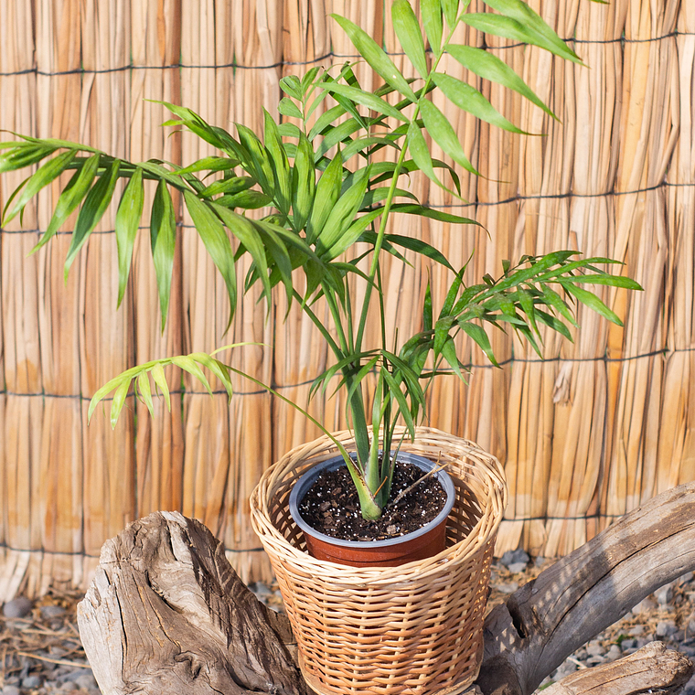 Palmera Chamaerodea (Chamaedorea elegans) 1