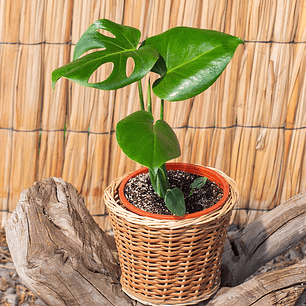 Monstera (Monstera deliciosa)