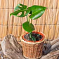 Monstera - Miniatura 2