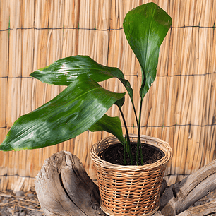 Aspidistra (Aspidistra elatior)