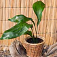 Aspidistra - Miniatura 2