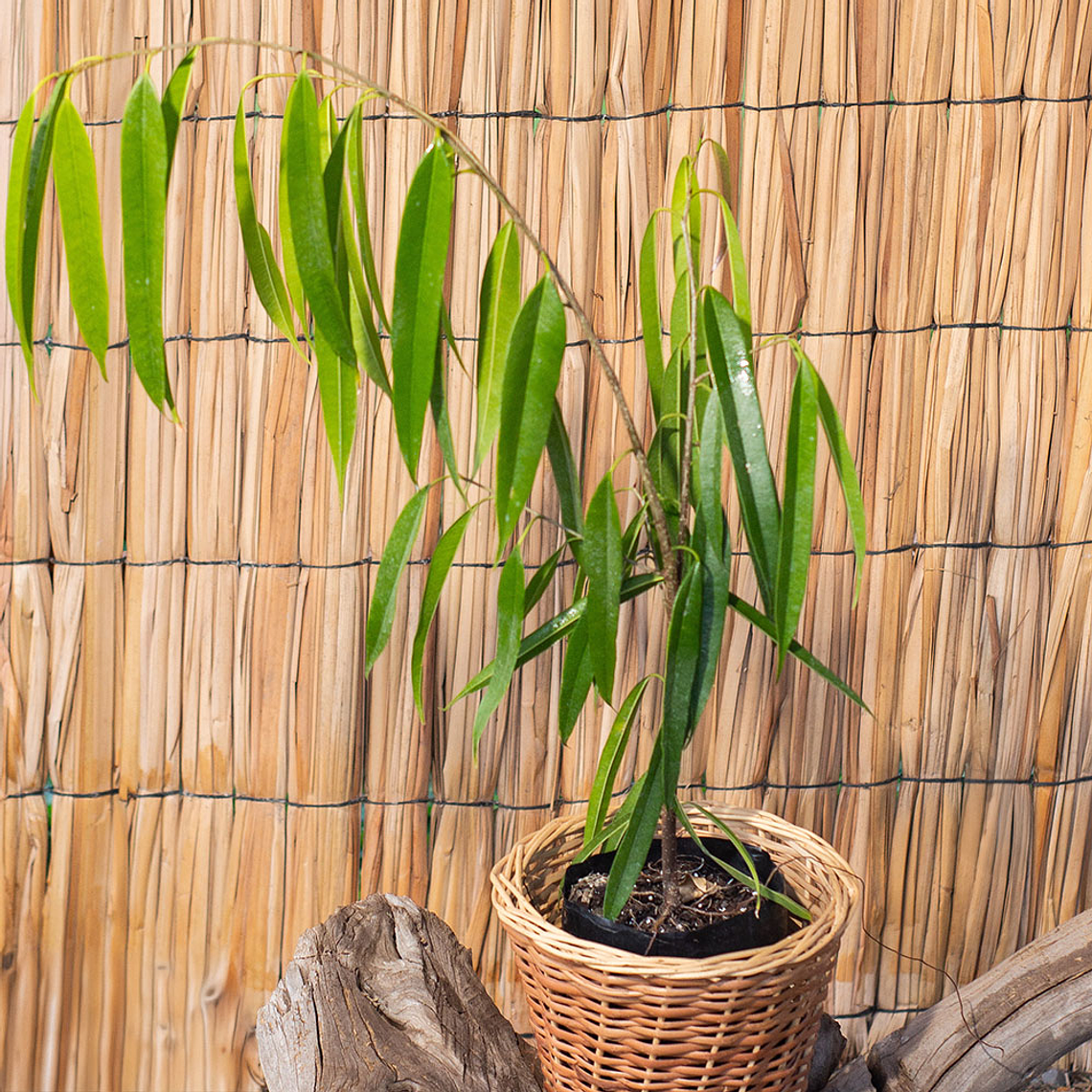 Ficus Ali (Ficus binnendijkii) 1