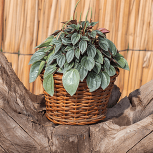 Peperomia Napoli Night