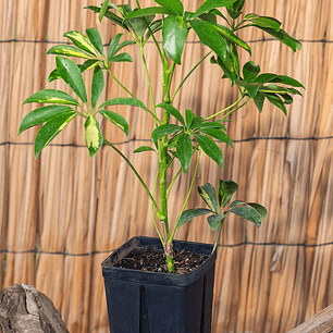 Cheflera (Schefflera arboricola)