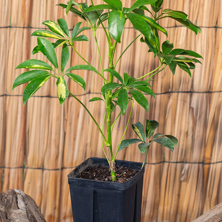 Cheflera (Schefflera arboricola) 1