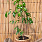 Ficus Benjamina - Miniatura 2