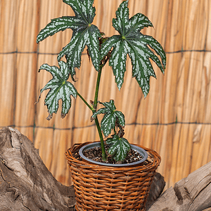 Alita de Ángel (Begonia corallina)