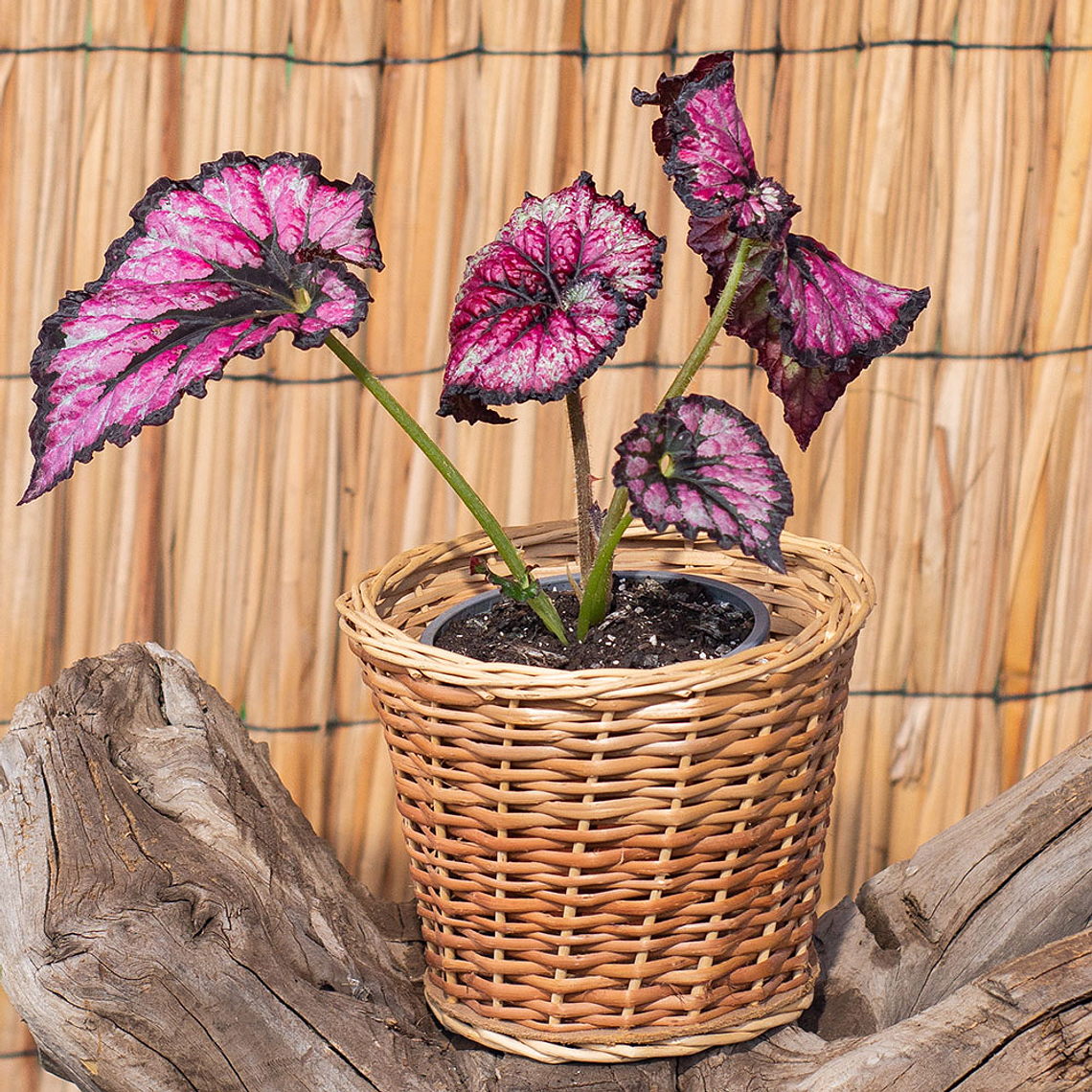 Begonia Rex (Begonia rex-cultorum) 1