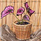 Begonia Rex - Miniatura 2