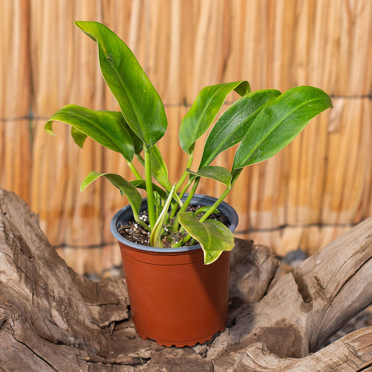 Philodendro longifolio enano (Philodendron spp.) 1