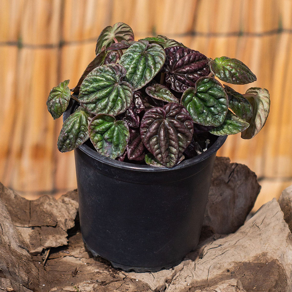 Peperomia Caperata 1