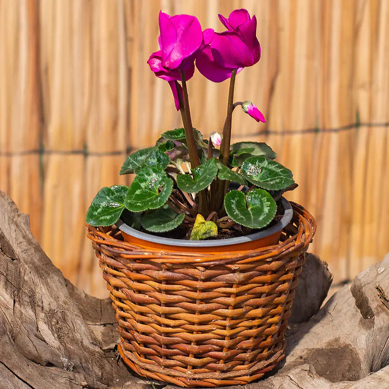 Cyclamen - Violeta de Persia 1