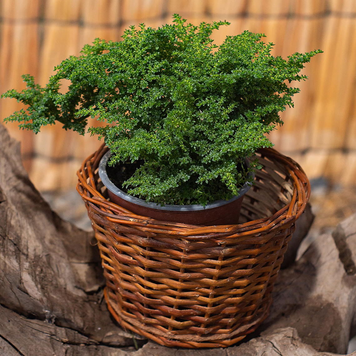 Helecho Arroz (Nephrolepis cordifolia) 1