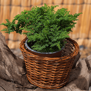 Helecho Arroz (Nephrolepis cordifolia)