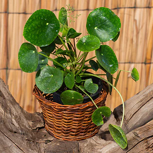 Peperomia cucharita (Peperomia rotundifolia)
