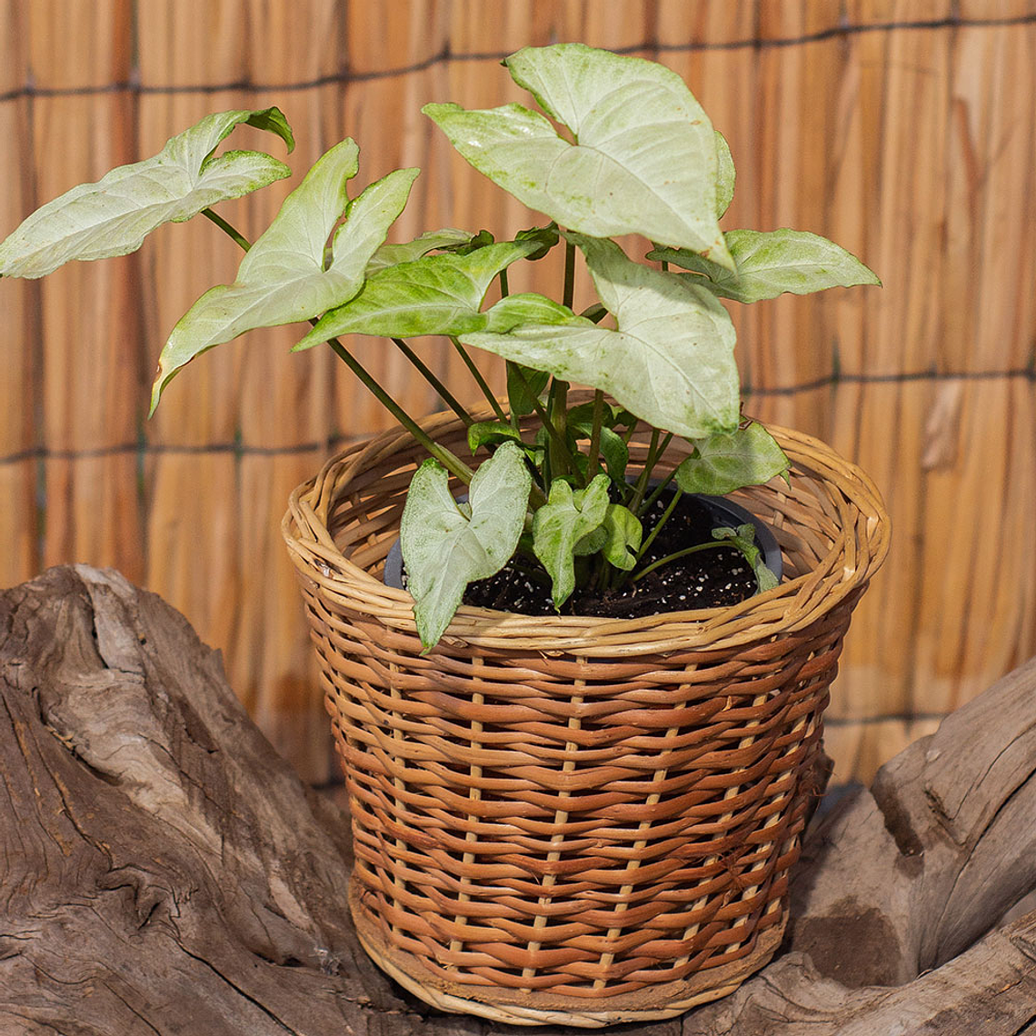 Singonio amarillo (Syngonium podophyllum 'Gold') 1