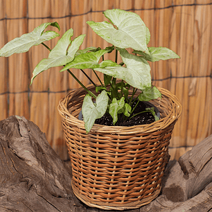 Singonio amarillo (Syngonium podophyllum 'Gold')
