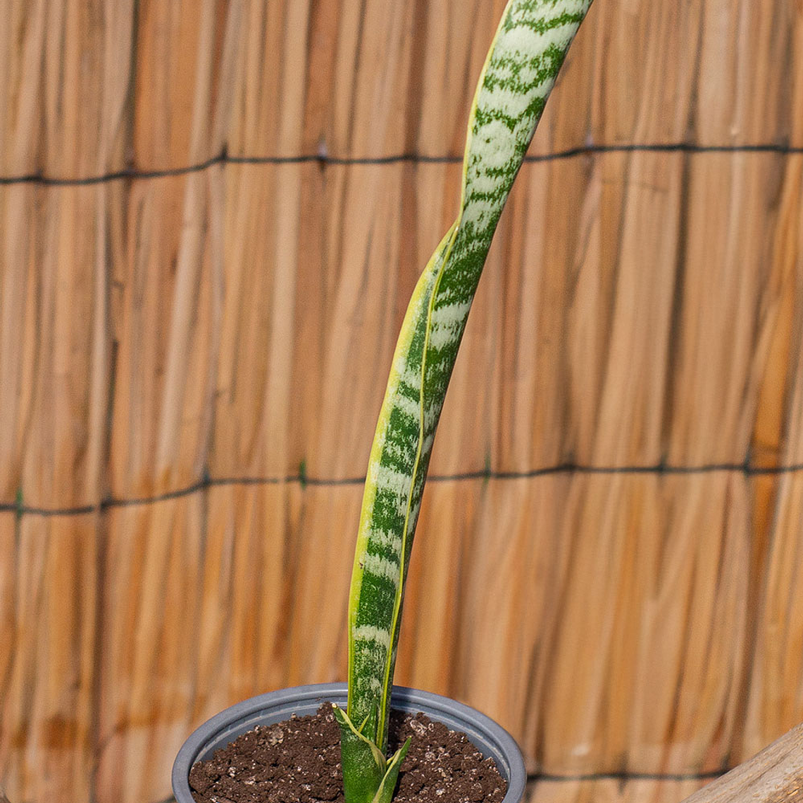 Sansevieria (Sansevieria trifasciata) 1