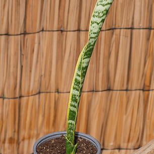 Sansevieria (Sansevieria trifasciata)