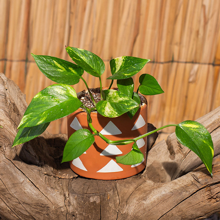 Psindapsus (Scindapsus spp.) 1