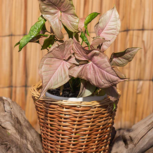 Singonio rosado (Syngonium podophyllum 'Pink')