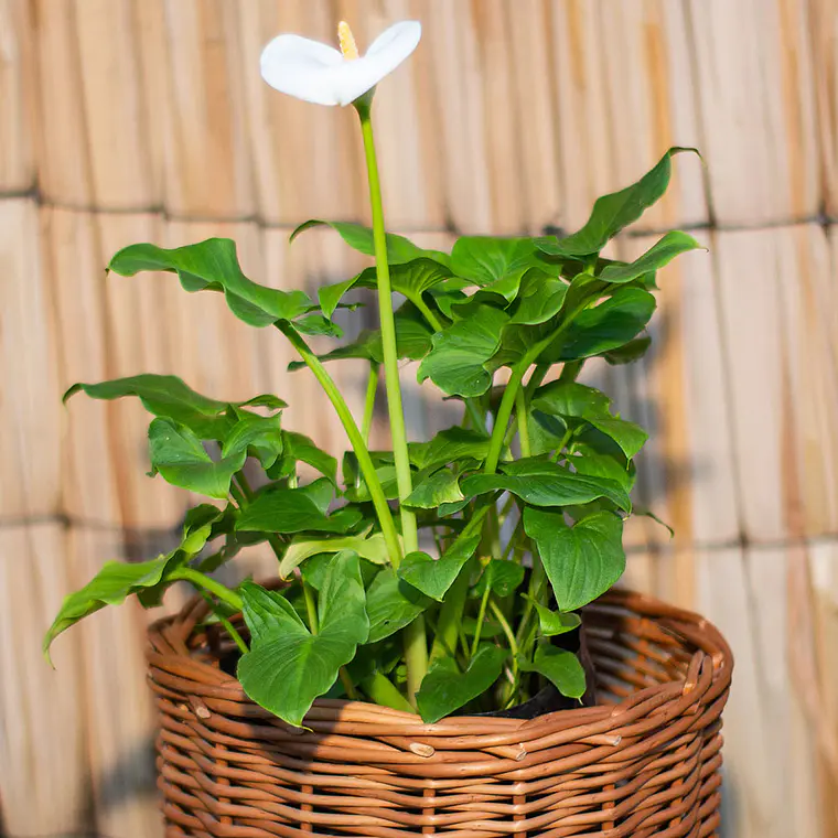 Las Calas Enanas (Zantedeschia spp.) 2
