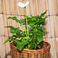 Las Calas Enanas (Zantedeschia spp.) - Miniatura 2