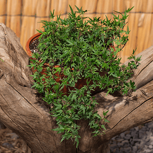 Colgante Hiedra (Hedera helix)