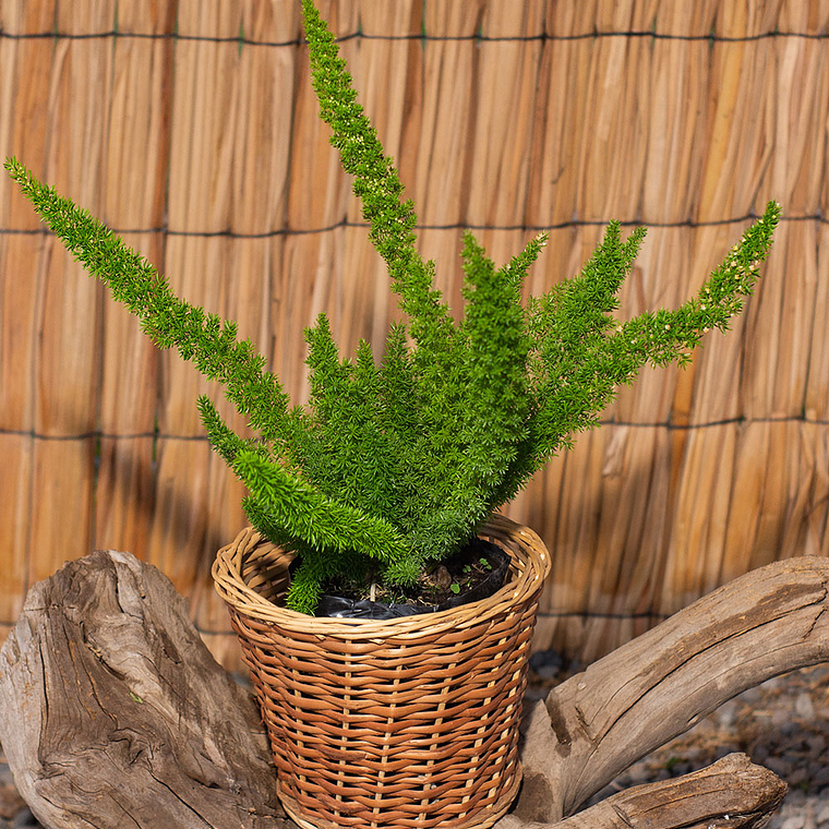 Helecho Margery (Nephrolepis exaltata ‘Marisa’) 1