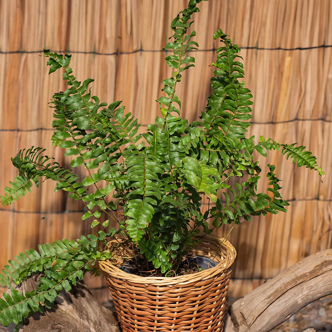 Helecho Espada (Nephrolepis exaltata) 1