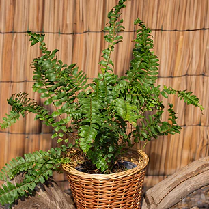 Helecho Espada (Nephrolepis exaltata)