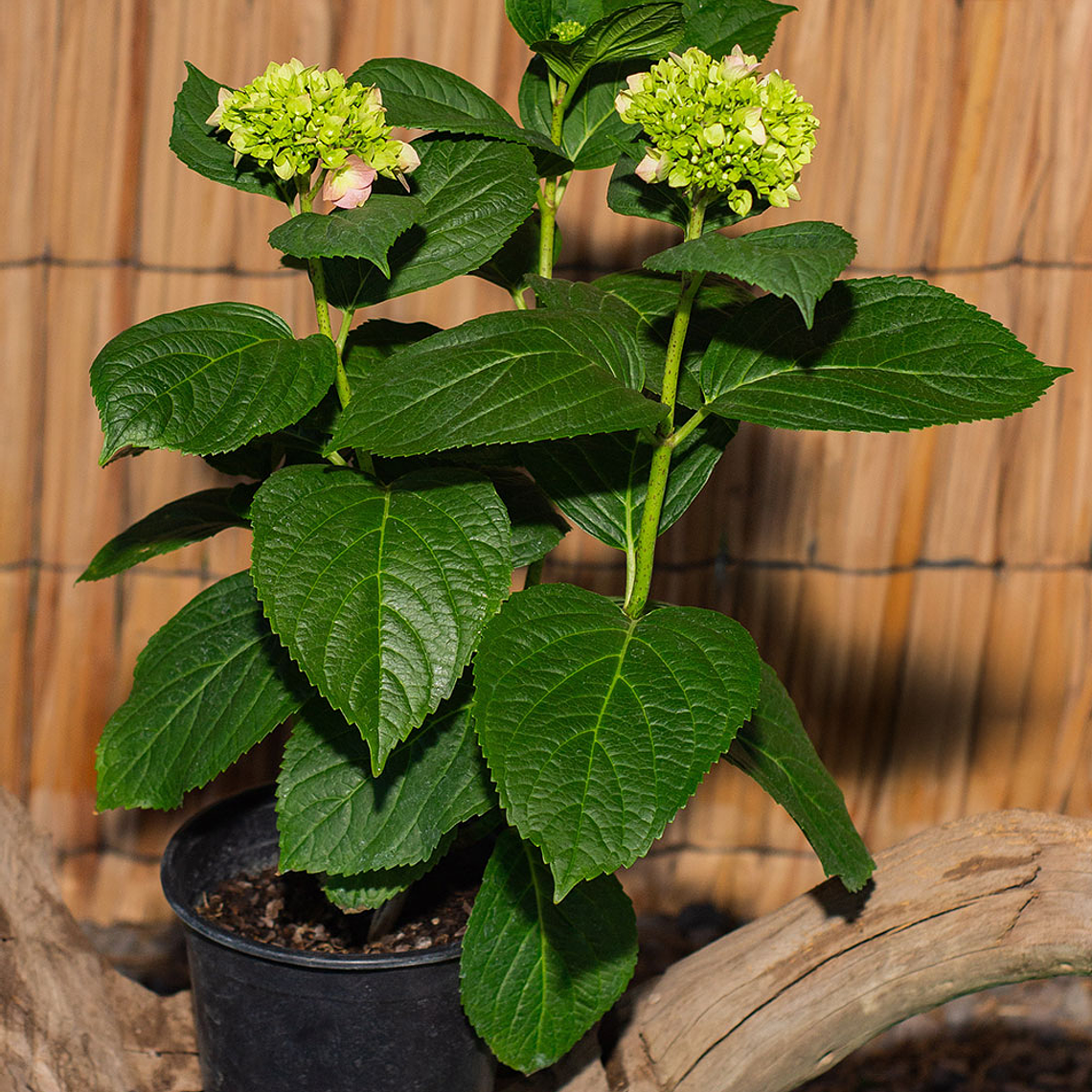 Hortensia (Hydrangea spp.) 1