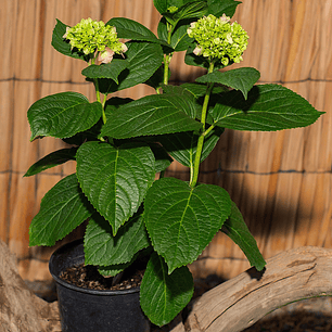 Hortensia (Hydrangea spp.)