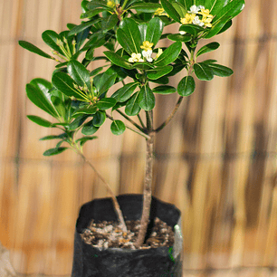 Pitosporos (Pittosporum spp.)