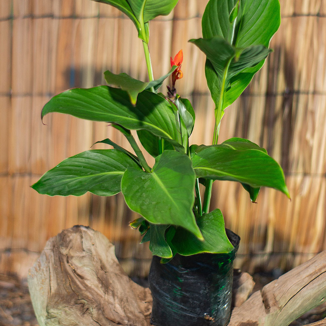 Achira (Canna indica) 1