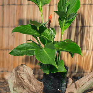 Achira (Canna indica)
