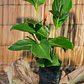 Achira (Canna indica) - Miniatura 2