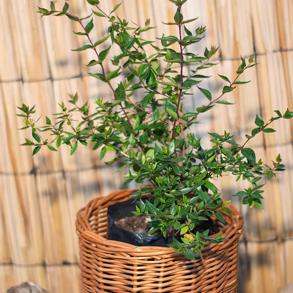Abelia Grandiflora 2
