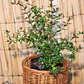 Abelia Grandiflora - Miniatura 2