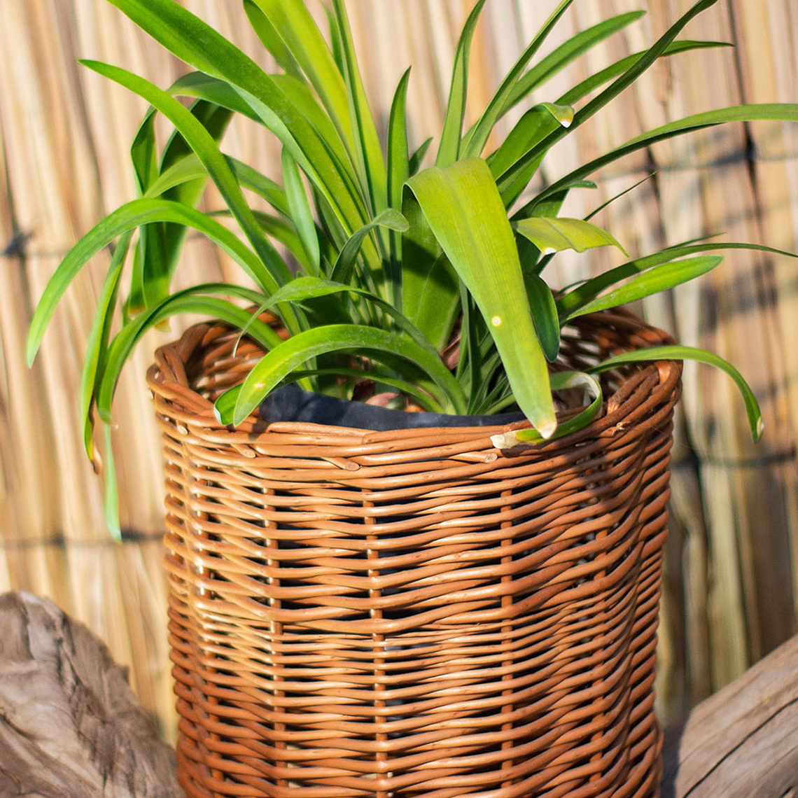 Agapanthos (Agapanthus spp.) 1