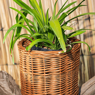 Agapanthos (Agapanthus spp.)