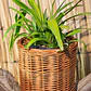 Agapanthos (Agapanthus spp.) - Miniatura 2